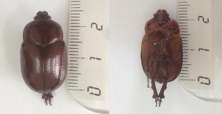 Phyllognathus excavatus
